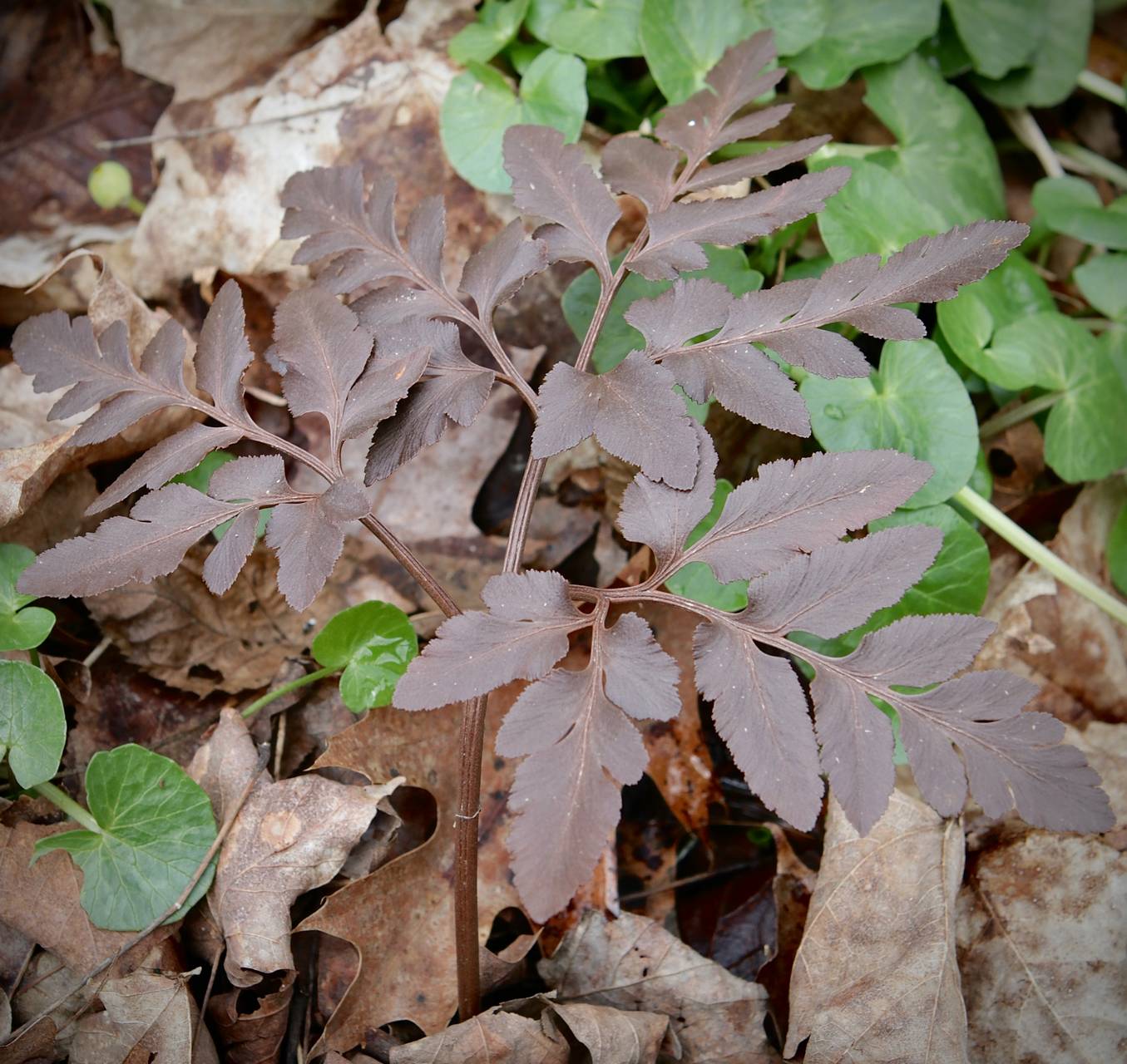 Photo of Bronze Fern